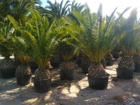 Phoenix Canariensis torzs 50-60 cm